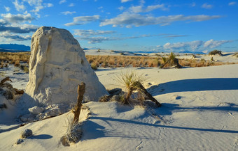 沙漠景观石膏沙丘植物根固定沙子