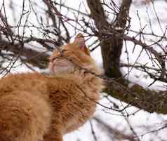大红色的猫坐着分支冬天一天