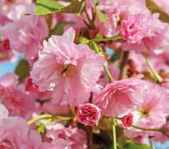 樱花分支粉红色的盛开的花