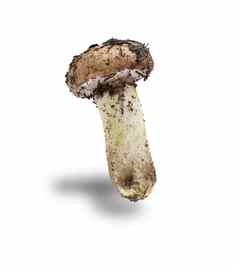 可食用的蘑菇苏伊勒斯危害孤立的白色背景