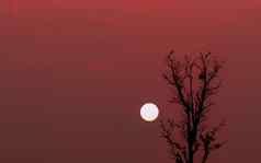 轮廓夫妇鸟前无叶的树红色的日落