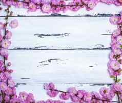 分支机构粉红色的花louiseania特里洛巴