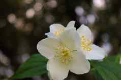 明亮的白色花山梅花冠状动脉甜蜜的山梅花英语山茱萸