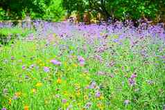 马鞭草属博纳里恩西斯紫色的公园