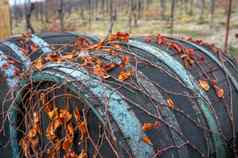 宏照片充满活力的橙色干叶子日益增长的葡萄树桶