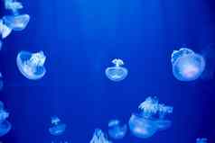 荧光水母蓝色的背景海洋