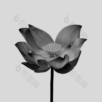 黑色的莲花孤立的灰色的背景
