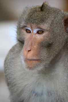 猴子猴子脸肖像丛林猴子关闭猴子猿