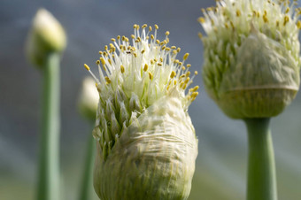 绿色洋葱<strong>花</strong>味蕾关闭