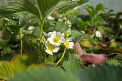 关闭白色花草莓植物
