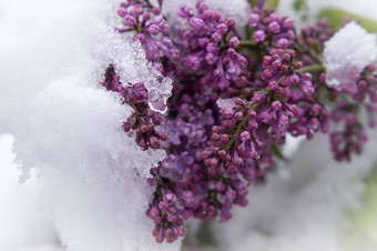 不合时宜的春天降雪覆盖淡紫色味蕾