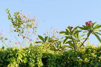 美丽的粉红色的紫荆花花在香港香港兰花树brigh