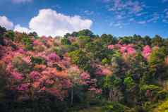 粉红色的樱花花开花春天季节美丽的盛开的樱桃蓝色的天空背景自然纯度开花樱花树分支自然植物植物区系