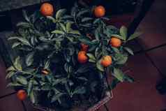 金橘树fortunella粳稻儿子柑橘类粳稻