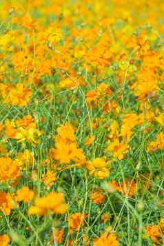 橙黄色的花花园背景