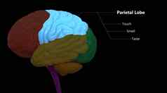 中央器官人类紧张系统大脑叶壁叶标签解剖学