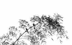竹子树鸟