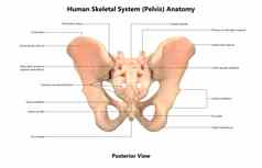 人类骨架系统骨盆骨关节标签解剖学后视图