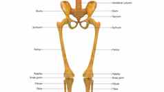 人类骨架系统骨关节标签解剖学前视图