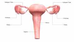 女生殖系统标签解剖学