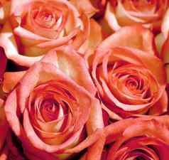 粉红色的玫瑰背景图像粉红色的玫瑰