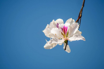 bautiful白色花<strong>紫荆花</strong>杂色