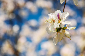 bautiful白色花<strong>紫荆花</strong>杂色