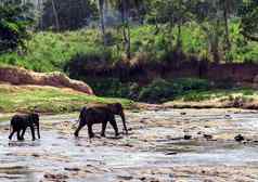 大象野生动物平纳维拉斯里兰卡斯里兰卡