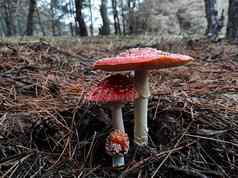 红色的有毒的蘑菇飞木耳松森林