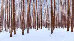 降雪松森林冬天多云的一天松树干