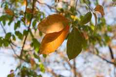 橡胶树叶子黄色的橙色颜色离开孤立的秋天季节