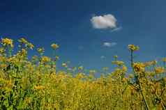 黄色的油菜场深蓝色的天空