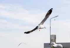 海鸥飞行象征着自由自然白色燕鸥徘徊食物人