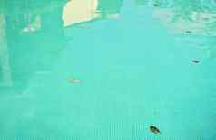空酒店池绿色青色彩色水干叶子水表面