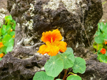 红色的花花圃复活节岛