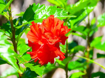 红色的花花圃复活节岛