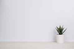 迷你植物多汁的木白色桌子上植物叶盆栽表格复制空间树能装饰首页纹理背景春天夏天