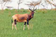 斯韦恩的大羚羊羚羊埃塞俄比亚野生动物
