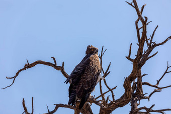 雄伟的武术鹰栖息死树纳米比亚非洲Safari野生动物