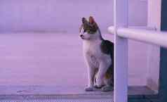 华丽的虎斑猫坐着屋顶《暮光之城》