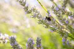 蜜蜂紫色的薰衣草花朵法国