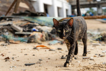 街流浪猫桑迪海滨<strong>钓鱼</strong>村