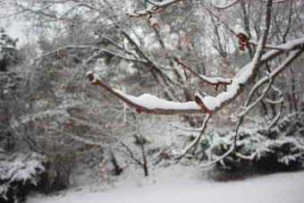 雪地面树分支机构冬<strong>天降</strong>雪季节