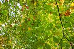 色彩斑斓的叶子树秋天公园天赋模糊的背景