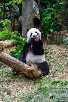 可爱的熊猫熊吃竹子内部动物园