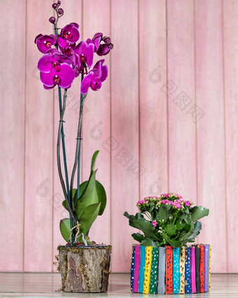 美丽的色彩斑斓的兰花秋海棠属植物<strong>栀子花</strong>粉红色的背景