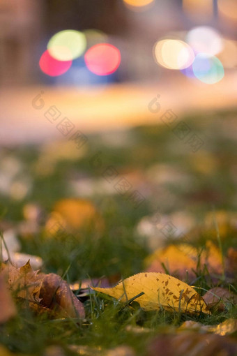 色彩斑斓的叶前景光点背景晚上