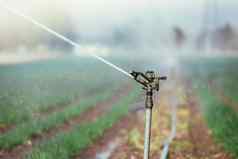 灌溉植物系统场农业植物