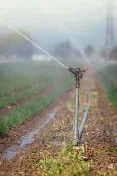 灌溉植物系统场农业植物