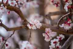 春天边境背景艺术粉红色的花朵自然场景盛开的杏树